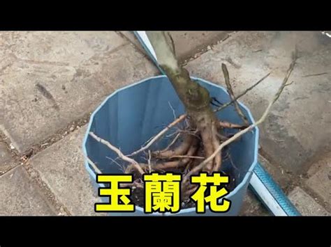 玉 蘭花 擋煞|【玉蘭花 風水】玉蘭花的美麗與風水禁忌，種植前必看！